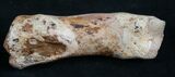 Struthiomimus Toe Bone - Montana #8454-3